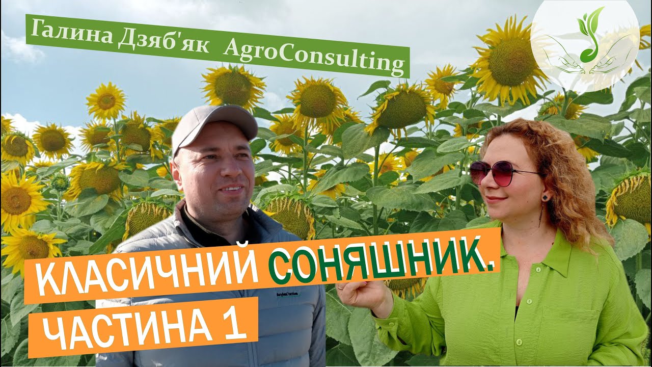 Технологія вирощування класичного соняшника. Ярослав Бай, досвід і результати