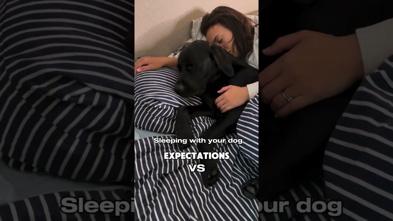 The reality of sleeping with your dog on the bed 