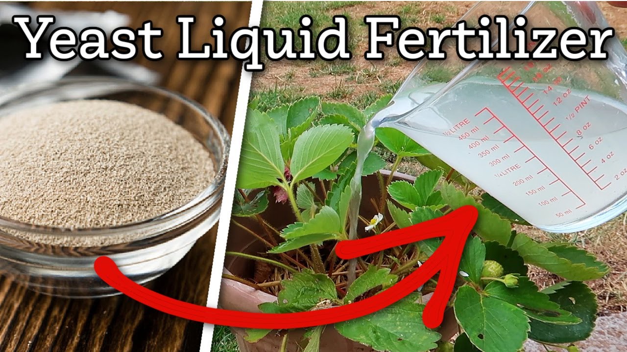 How to make a yeast liquid fertilizer for your garden plants