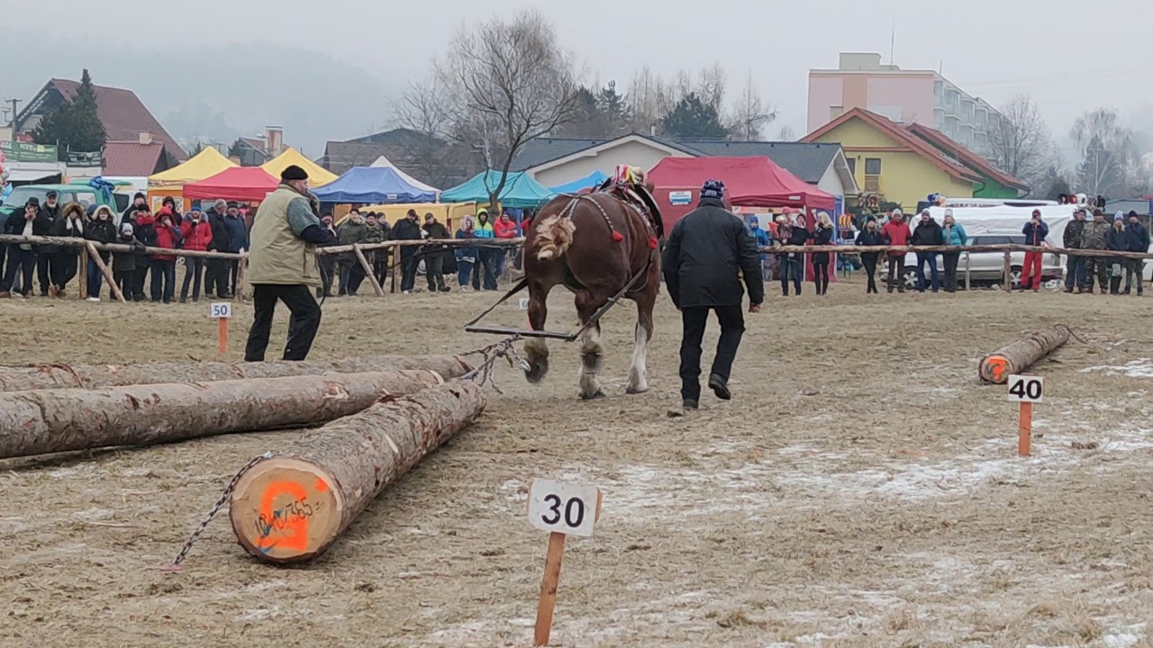 Furmanské preteky Hriňová 2020 Vlaamsky koň (Vlaams paard)