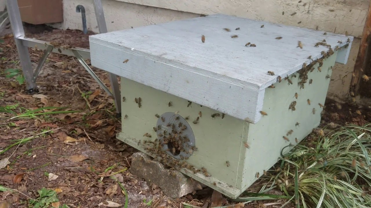 Honeybee removal w/ slo-mo queen-release