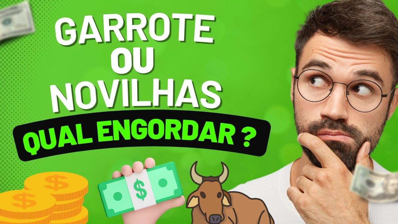 Garrote ou Novilha qual a melhor opção para engorda ??