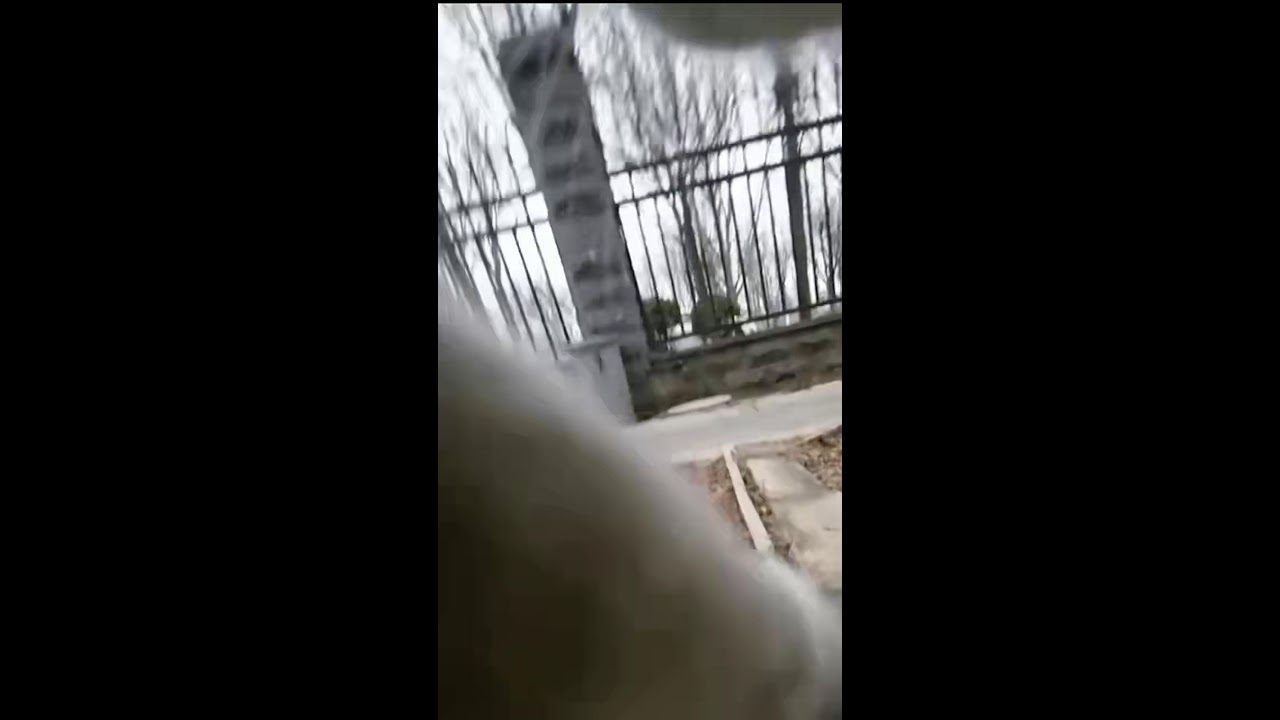 🐱 LIVE Cat POV - #shorts #CatPOV #LiveStream