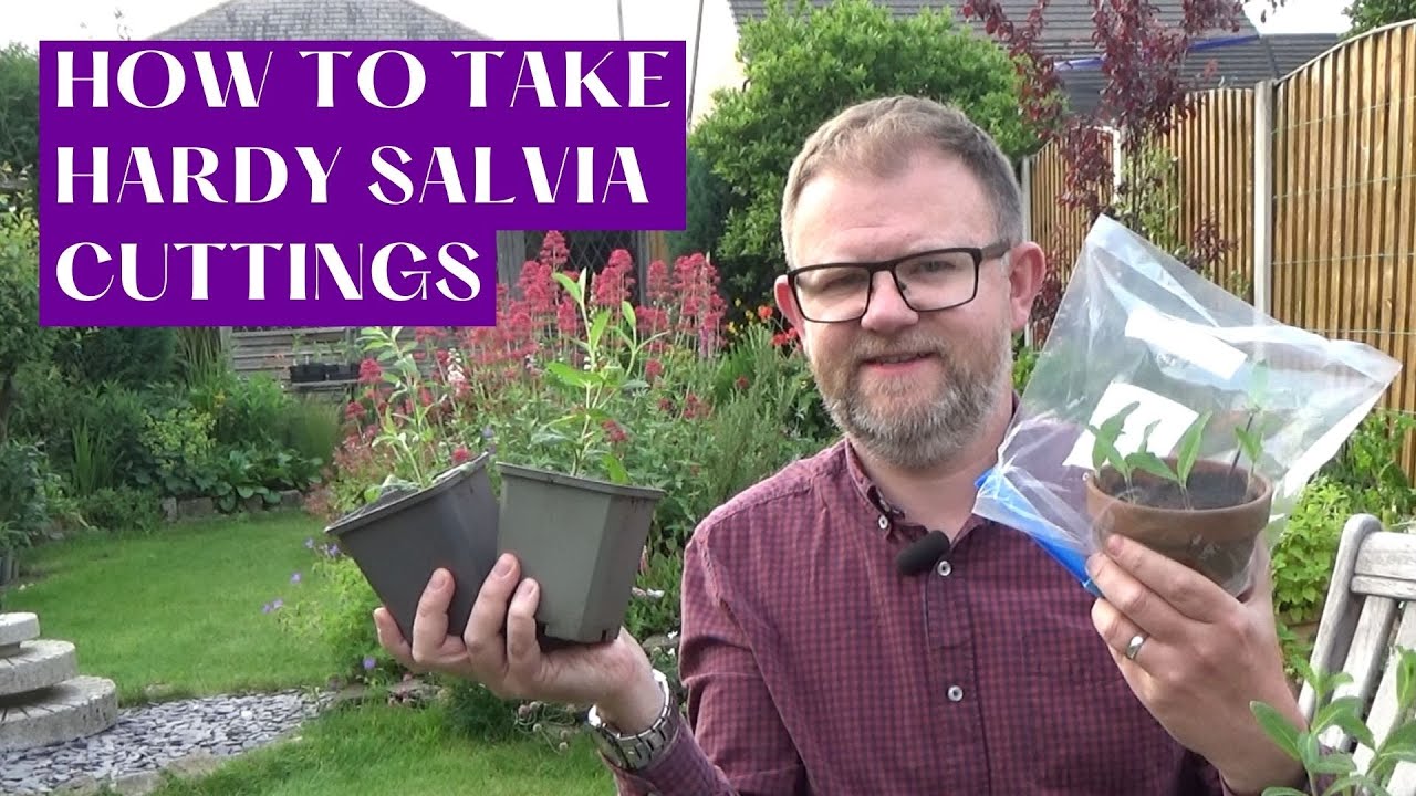 How to Take Salvia Cuttings | Taking Perennial Salvia nemorosa 'Caradonna' Cuttings | Gardening Tips