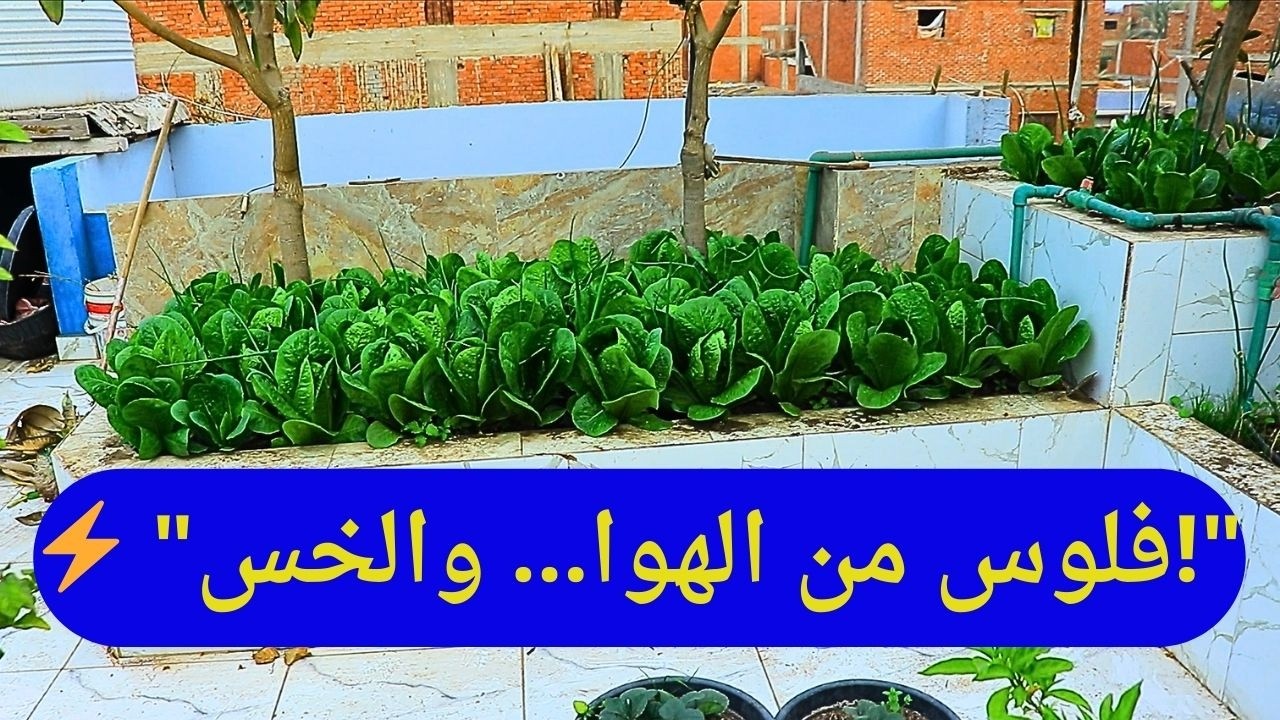 💰 “مشروع الخس السري… من سطح بيتك لبنكك في شهور!”