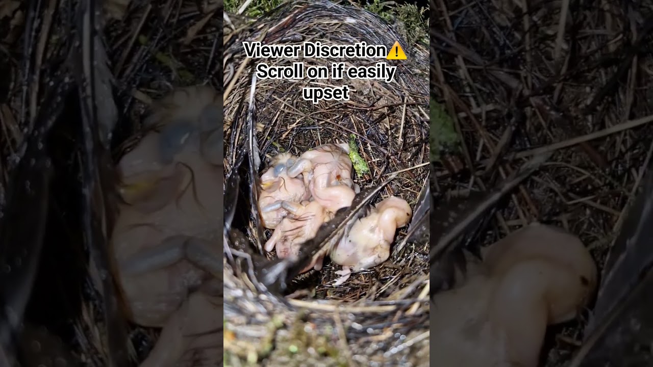 Its dangerous being a nesting bird #birds #nesting #nature #nest