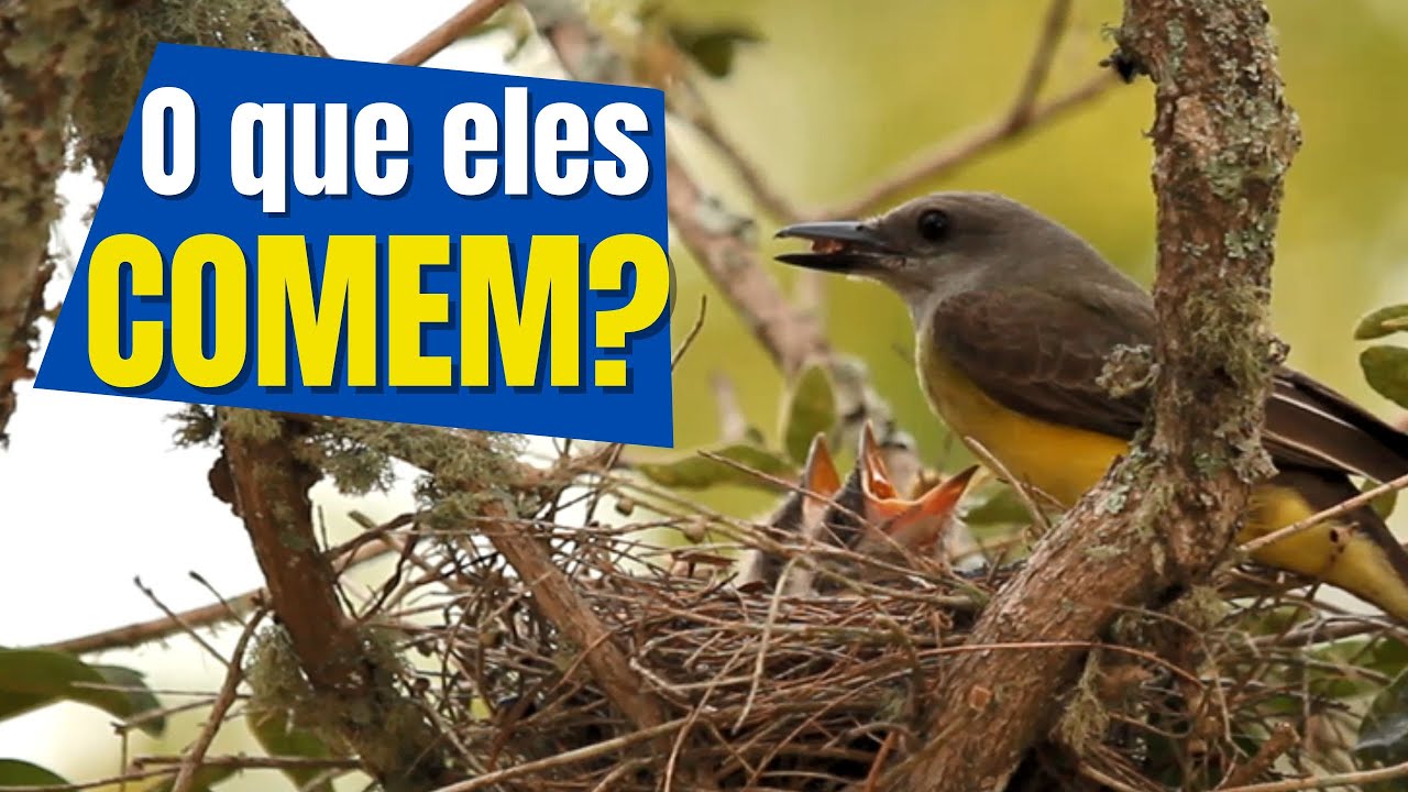 4 MANEIRAS das AVES ALIMENTAREM seus FILHOTES e o que PASSARINHOS comem quando estão no NINHO