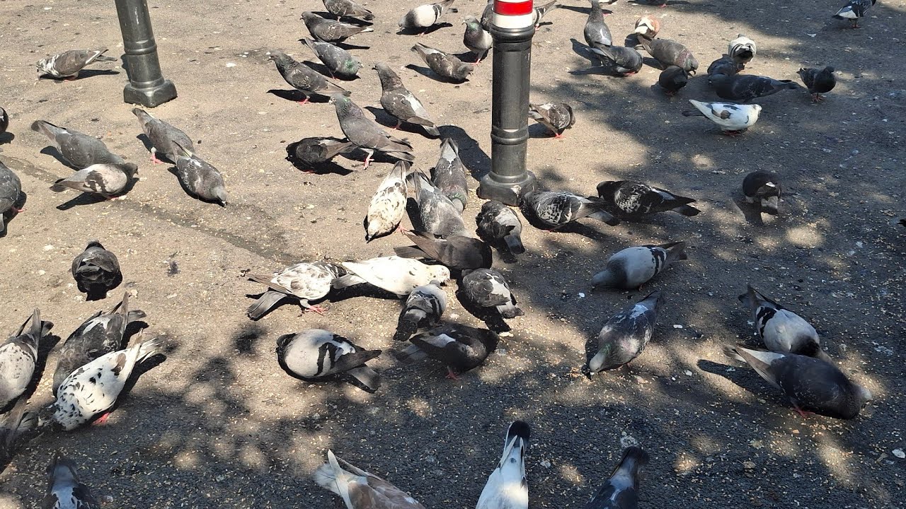 Pigeons Eating Their Meal 🕊️ | Relaxing Bird Feeding ASMR | Peaceful Nature Sounds #viralvideo 