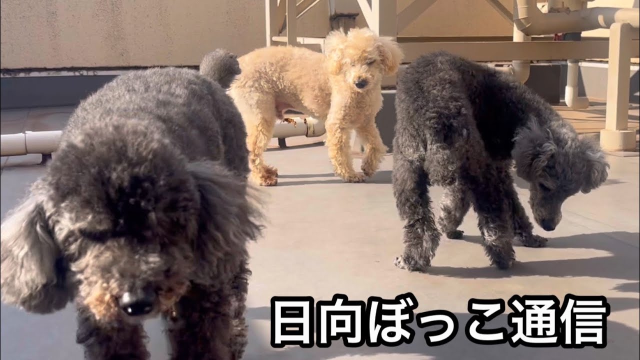 今日の日向ぼっこ通信EverydayPoodles
