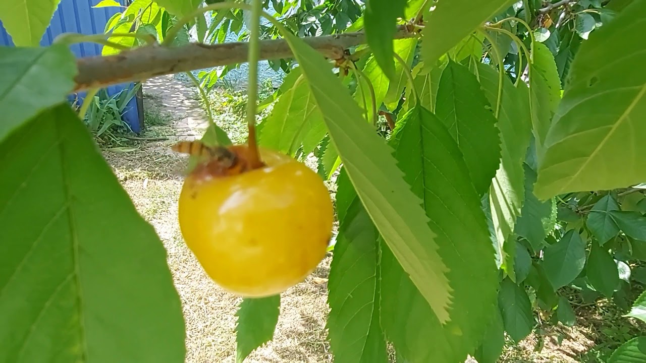 Черешня Драгана желтая: первый урожай🍒