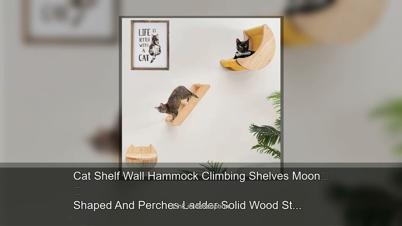 Cat Shelf Wall Hammock Climbing Shelves Moon Shaped And Perches Ladder Solid Wood Steps For Act