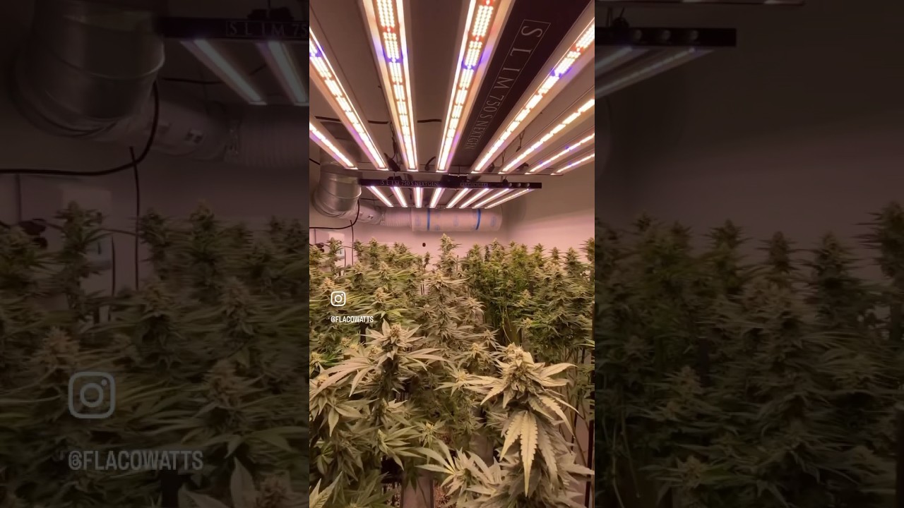 This pro grower using the Slim 750s NextGen. 750 watts of bad ass power #opticledgrowlights