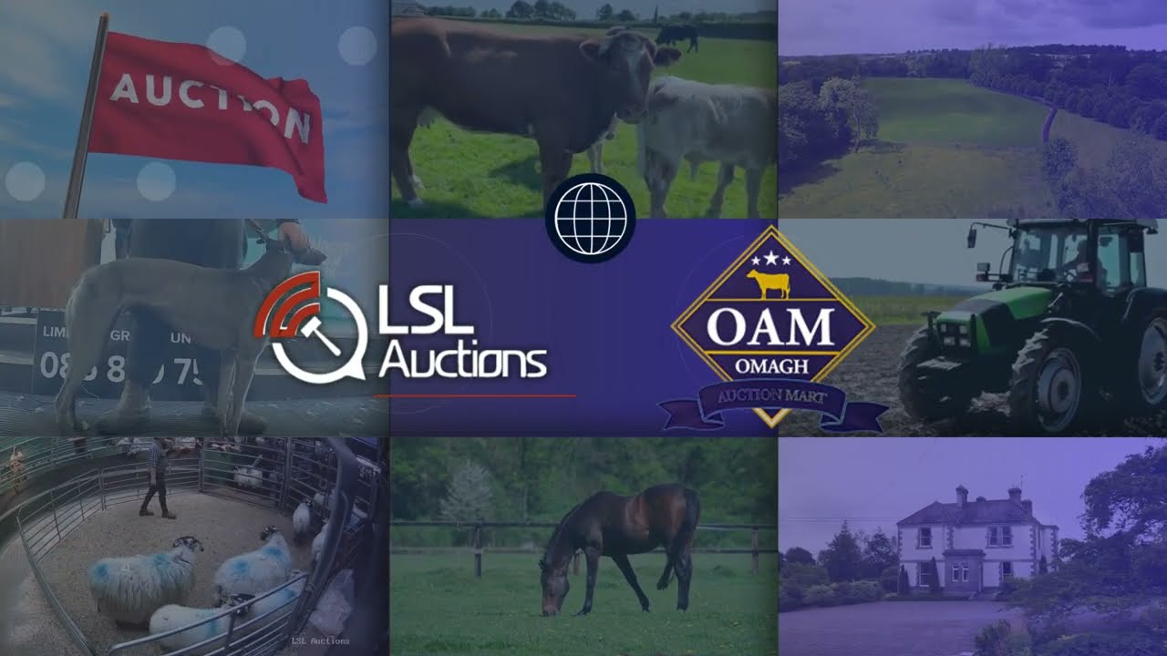 Top Lot  |Omagh Auction Mart