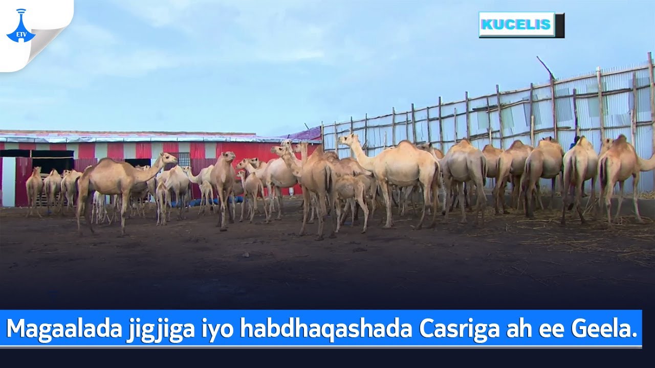 Magaalada jigjiga iyo habdhaqashada Casriga ah ee Geela.