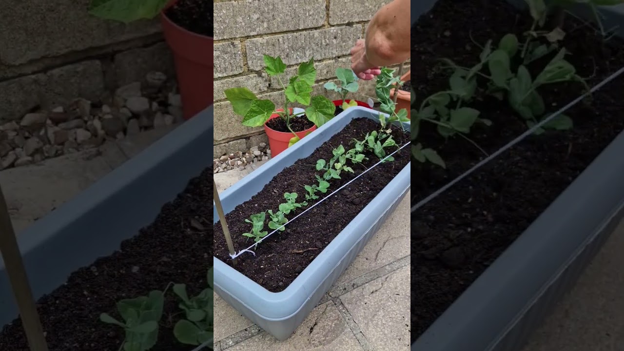 Growing Peas In Containers | Becks Veggie Patch #gardening #allotment #gardeninghacks #peas #veggies