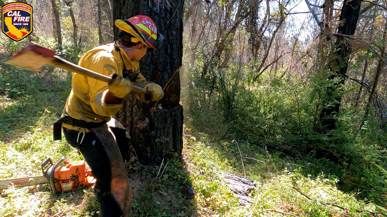 CZU B Faller Training in San Vicente Redwoods 🌲