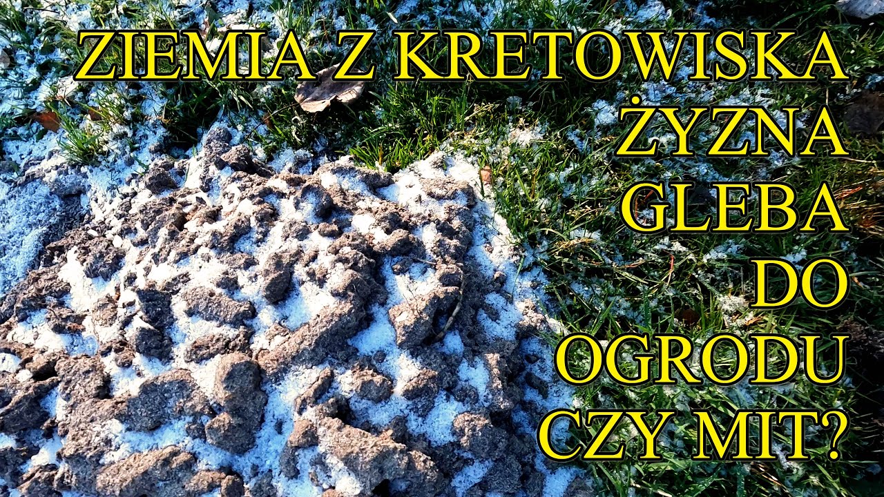 Ziemia z kretowiska. Żyzna gleba do ogrodu czy mit?