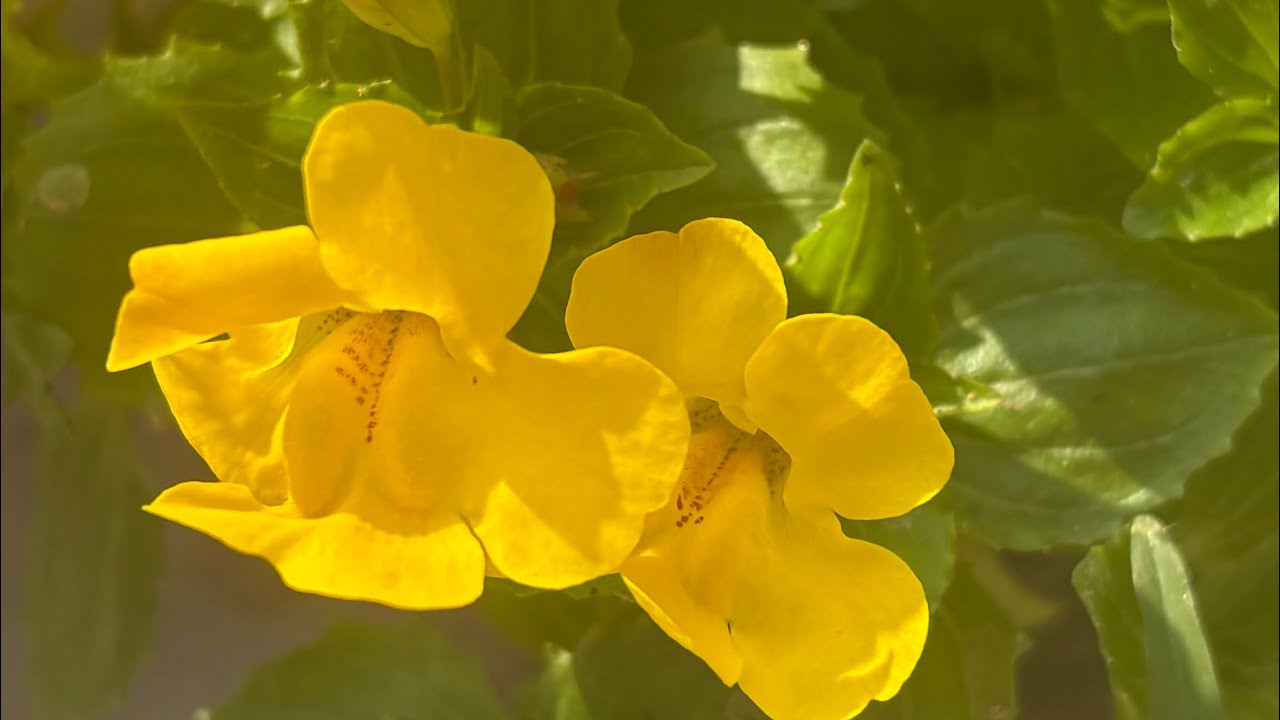 Teronia#flowers plant# wishbone#flowers #gardenflowers #naturelovers #gardening # viral # video 