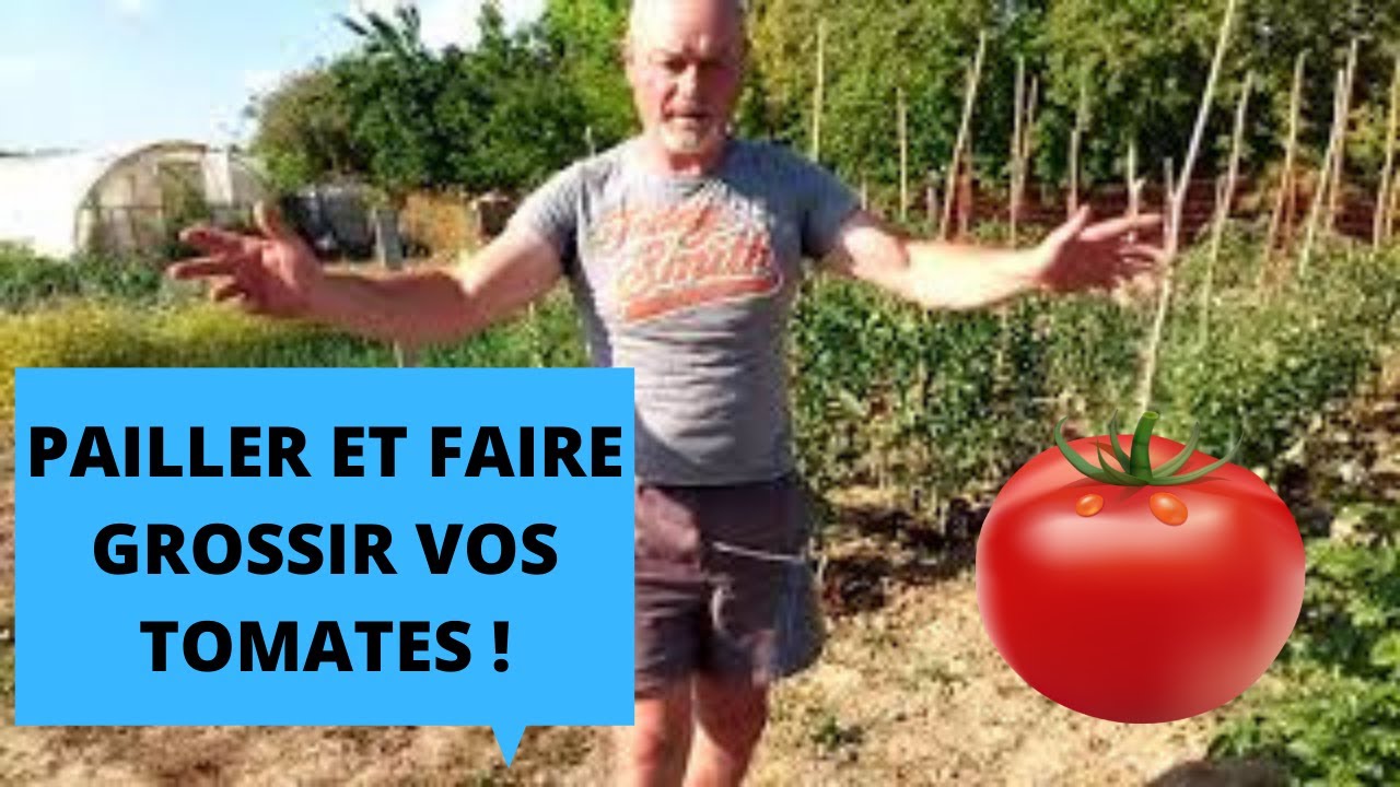 Pailler et nourrir en même temps vos tomates !