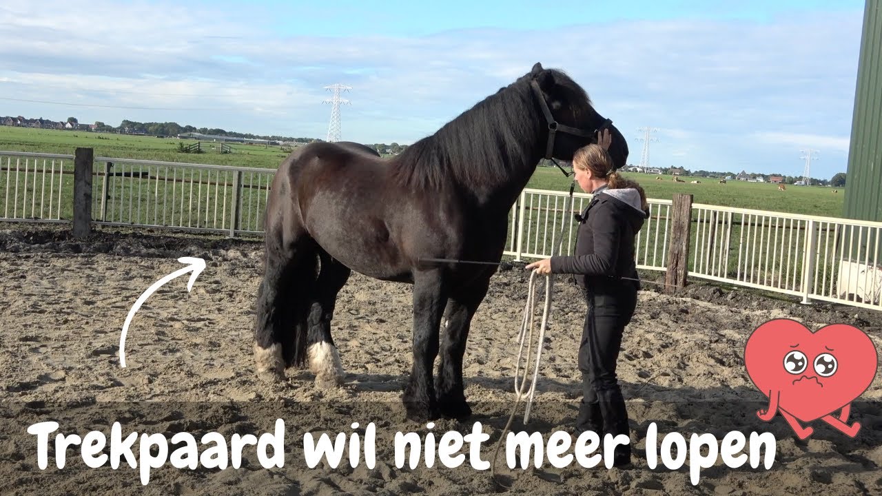 Trekpaard wil niet meer lopen | DressuurNatuurlijk