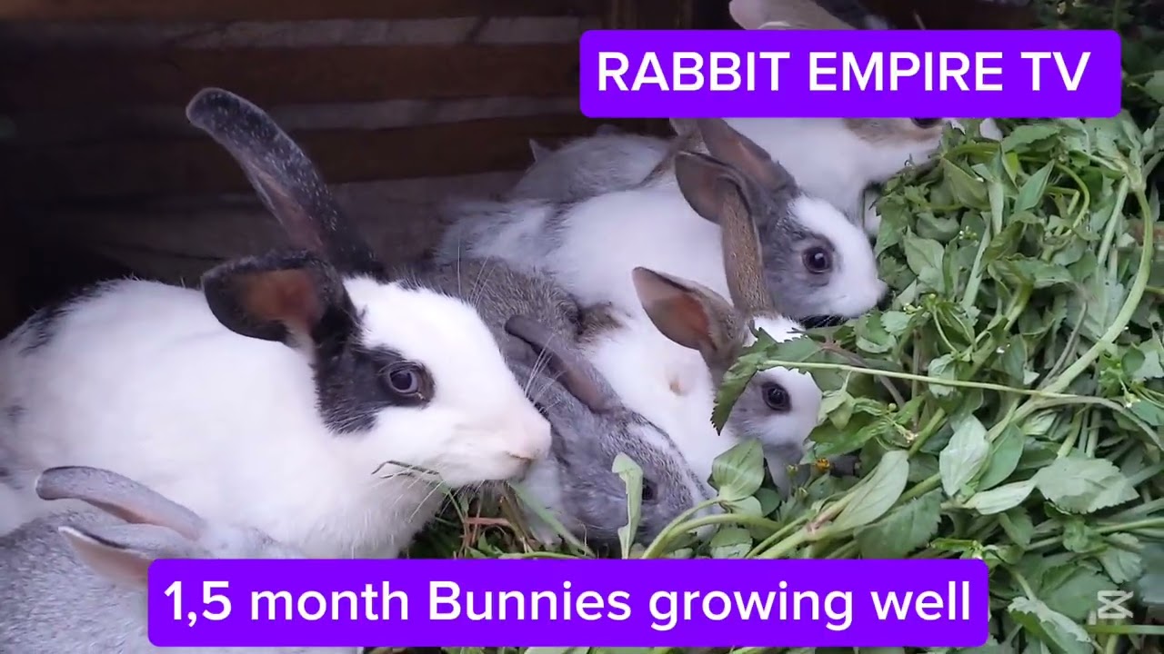 Wowww another day come and see my kittens after one month and half 🐇🐰🐇🌿🌿