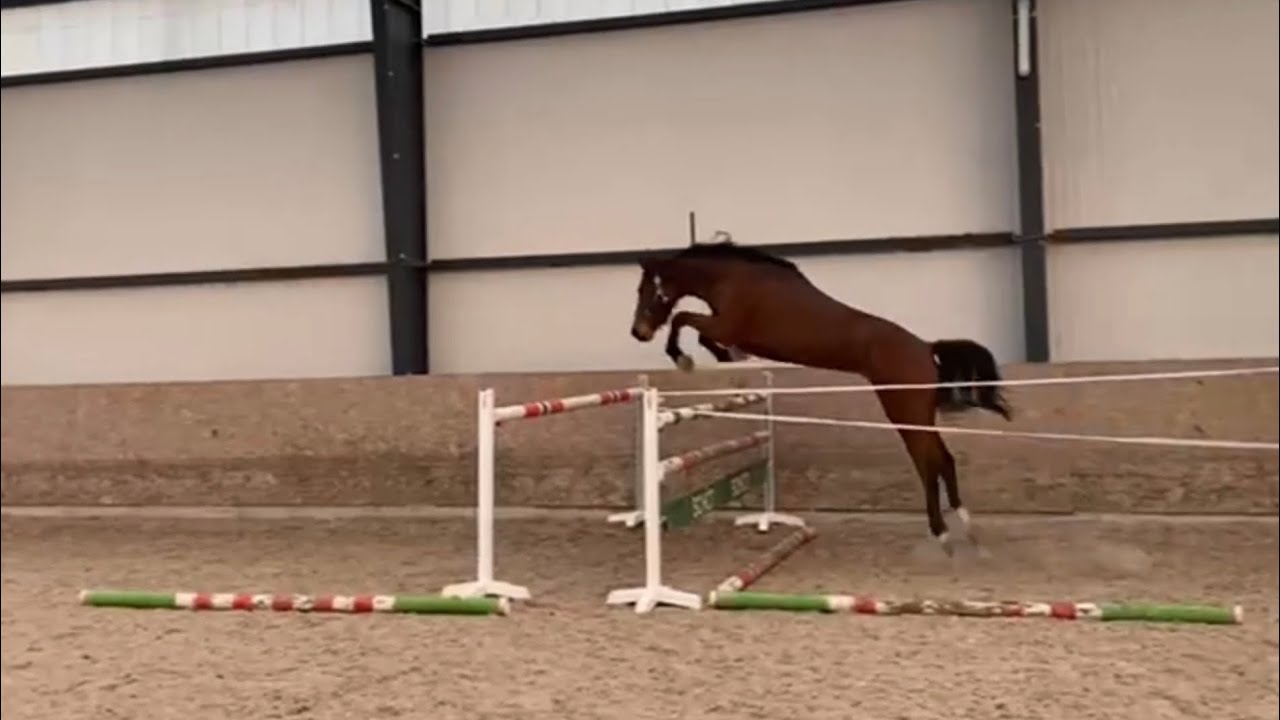 *2022 mare by Armison x Conthargos