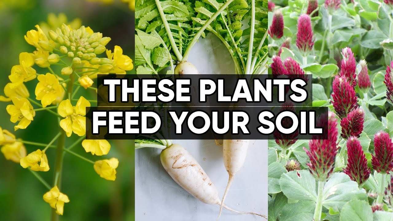 Feed Your Soil Now 🌱 | 5 Fall Cover Crops for Explosive Spring Growth