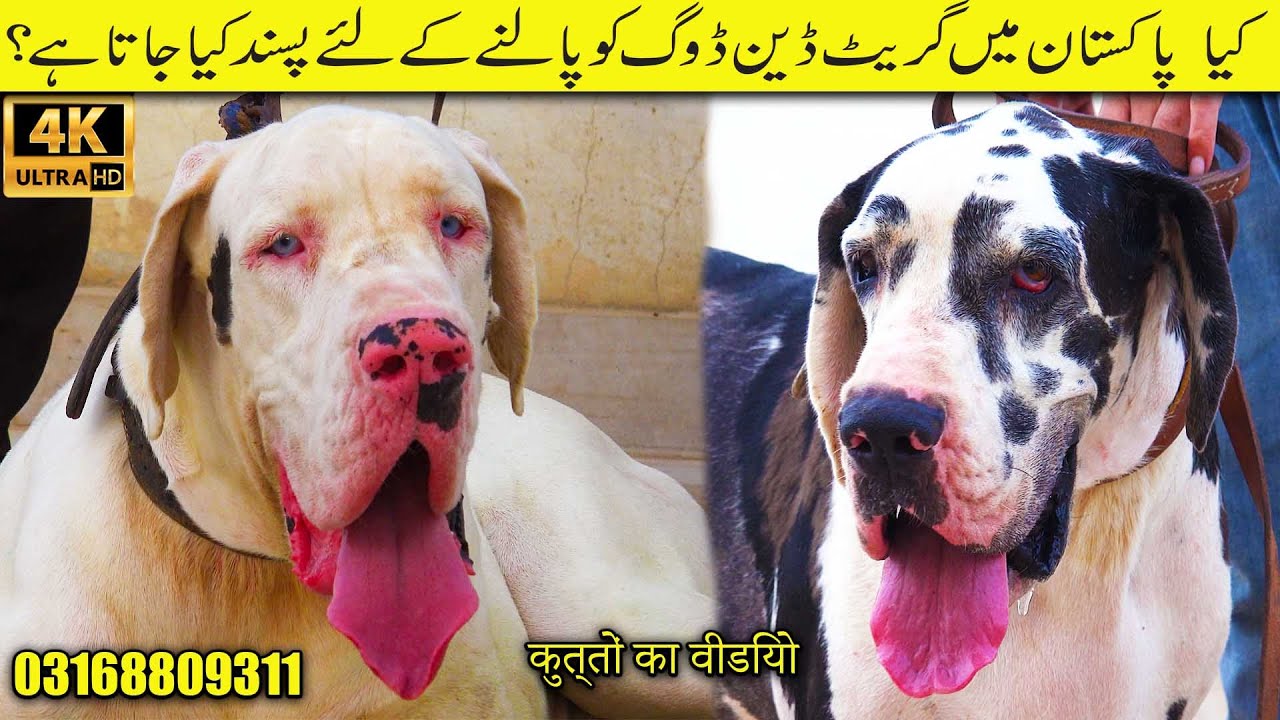 Great Dane is the Worlds Tallest Dogs | Great Dane Dogs Breed In Pakistan 2023 Karachi