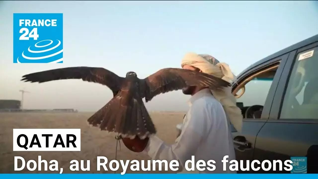 Qatar: Doha, au Royaume des faucons, v&eacute;ritable patrimoine du pays &bull; FRANCE 24