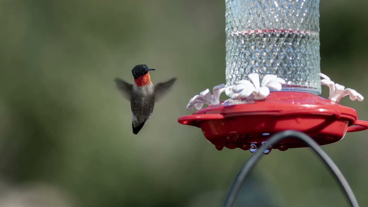 New Hummingbird Vignettes 28