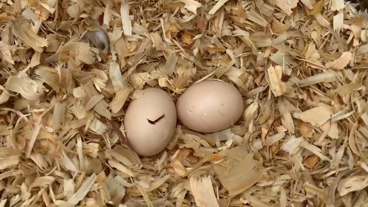 Egg check in the Waterfowl aviary