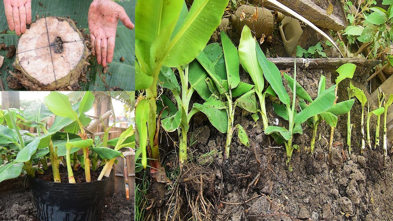 How to propagate Multiple Banana Trees that The World should know this Technique banana trees
