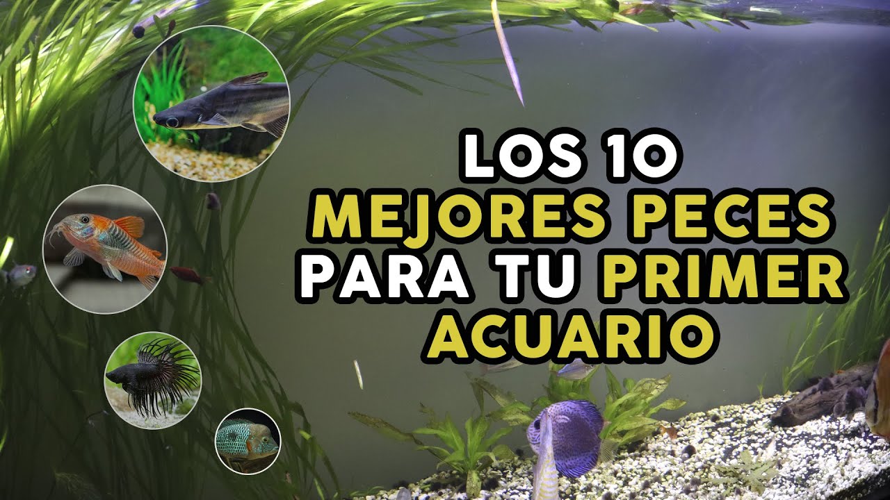 ¡Los 10 MEJORES PECES para TU PRIMER ACUARIO! | AcuariosLP