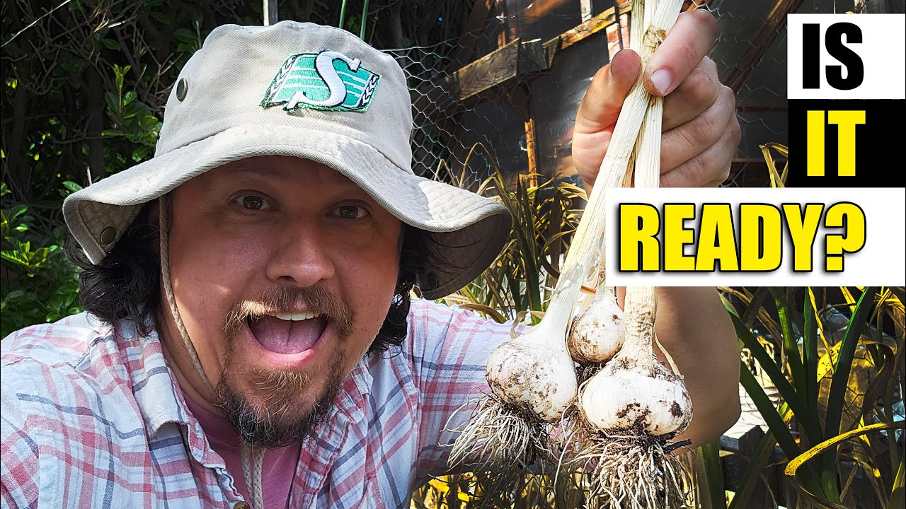 When To Harvest Garlic - Garden Quickie Episode 163