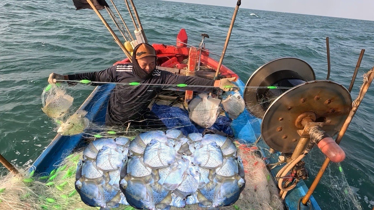 Trúng Cá Bàn Sa Ngày Cuối Năm