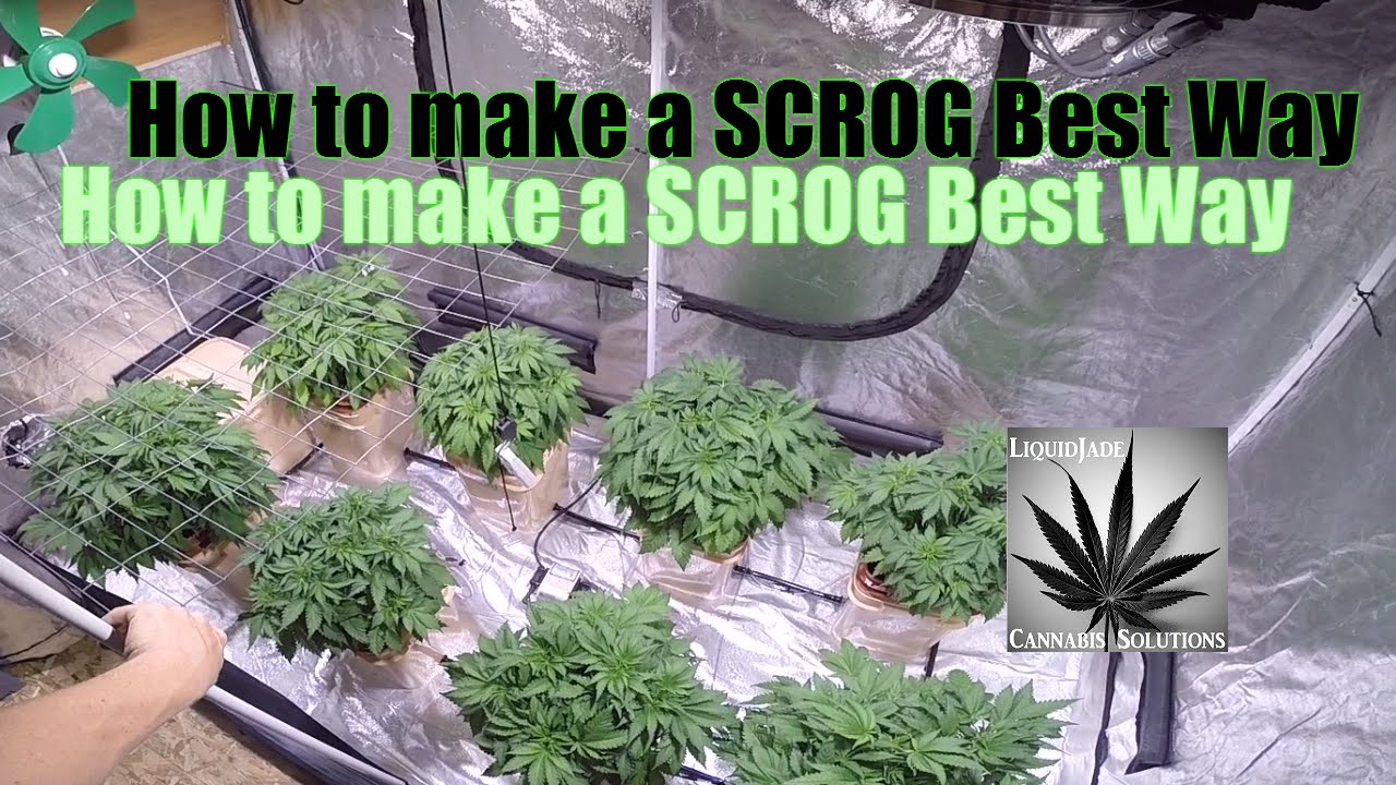 How to make a SCROG Best Way