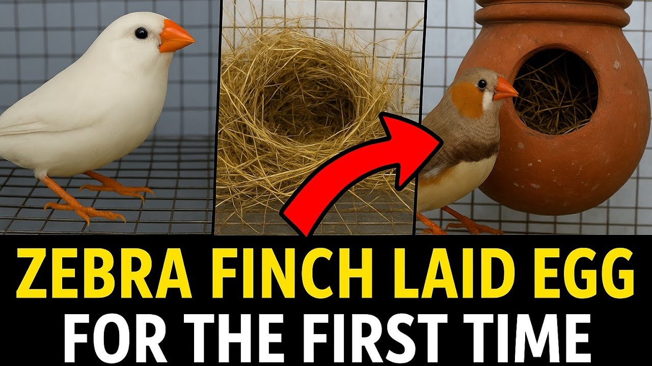 Zebra finches  🐦Ne Eggs dediye 👍🏻..#petsvlog #pets #birds #finches 