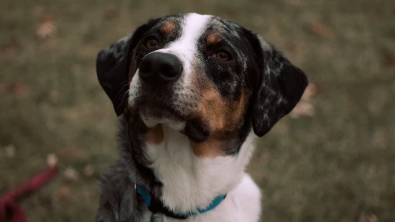 Good Boy - Panasonic Lumix BGH-1 Cinematic Test