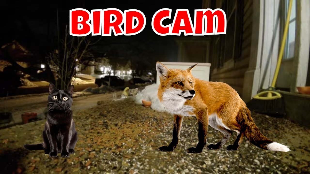 Live Wildlife Cam For Thursday! 🦊🦝😻🐦🦌