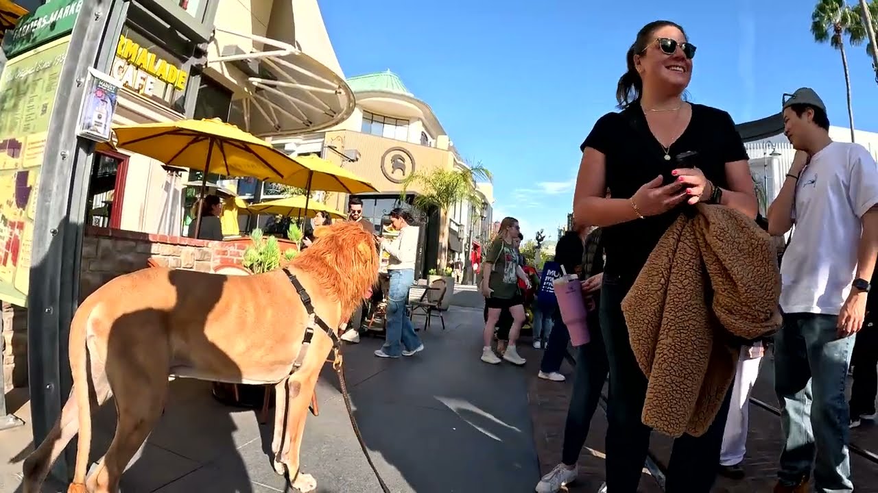 Cash 2.0 Great Dane Lion King at The Grove and Farmers Market in Los Angeles 4