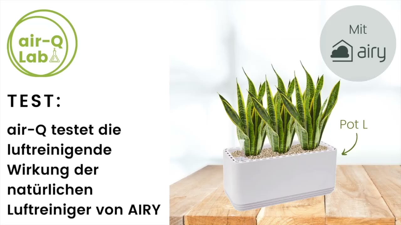 Test: die luftreinigende Wirkung der natürlichen Luftreiniger von AIRY (Pot L)