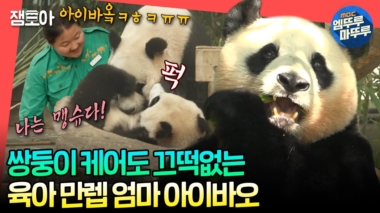 [#전참시] 누구보다 쌍둥이 육아 즐기는 중☺ (오해❌) 루이&후이 케어하고 자유 시간도 즐기는 아이바오🥰ㅣ#아이바오 #오승희 MBC240706방송