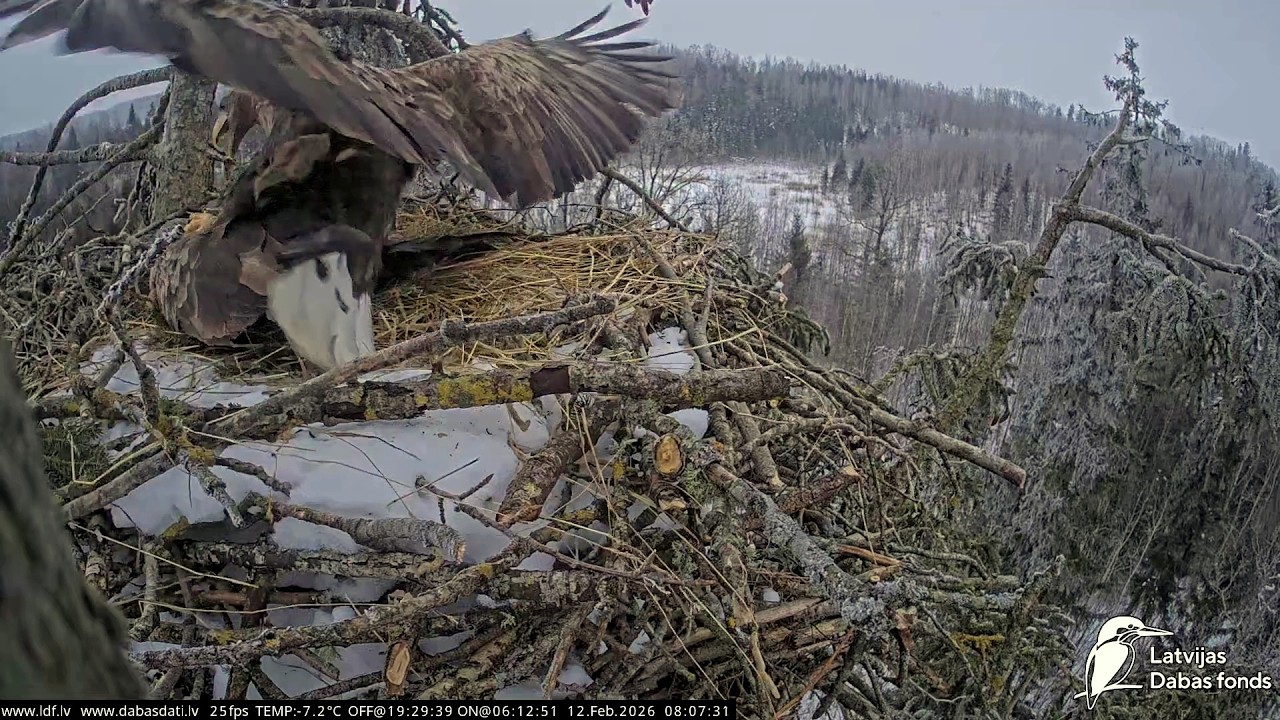 Jūras ērgļis~💞 Mating season! Milda & Zorro are already working for a egg 12:12 PM 2026/02/12