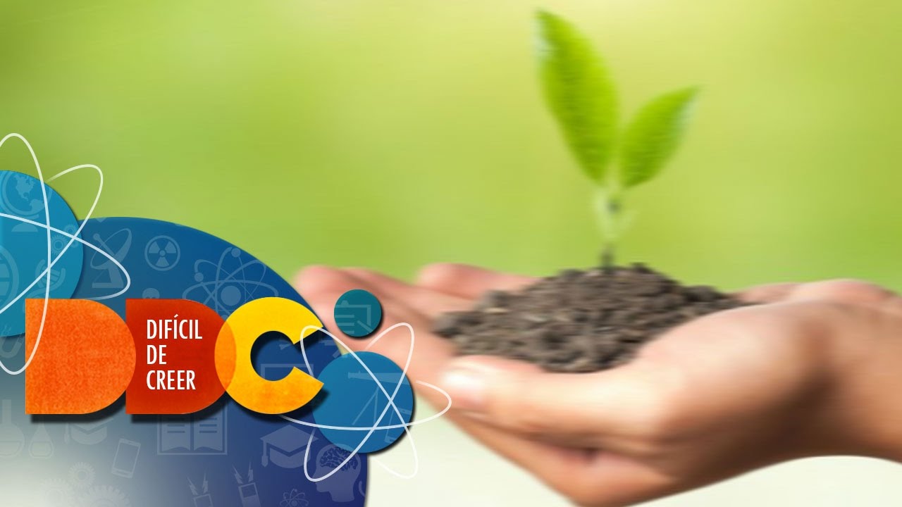 Las plantas consumen el oxígeno que producen | Difícil de Creer