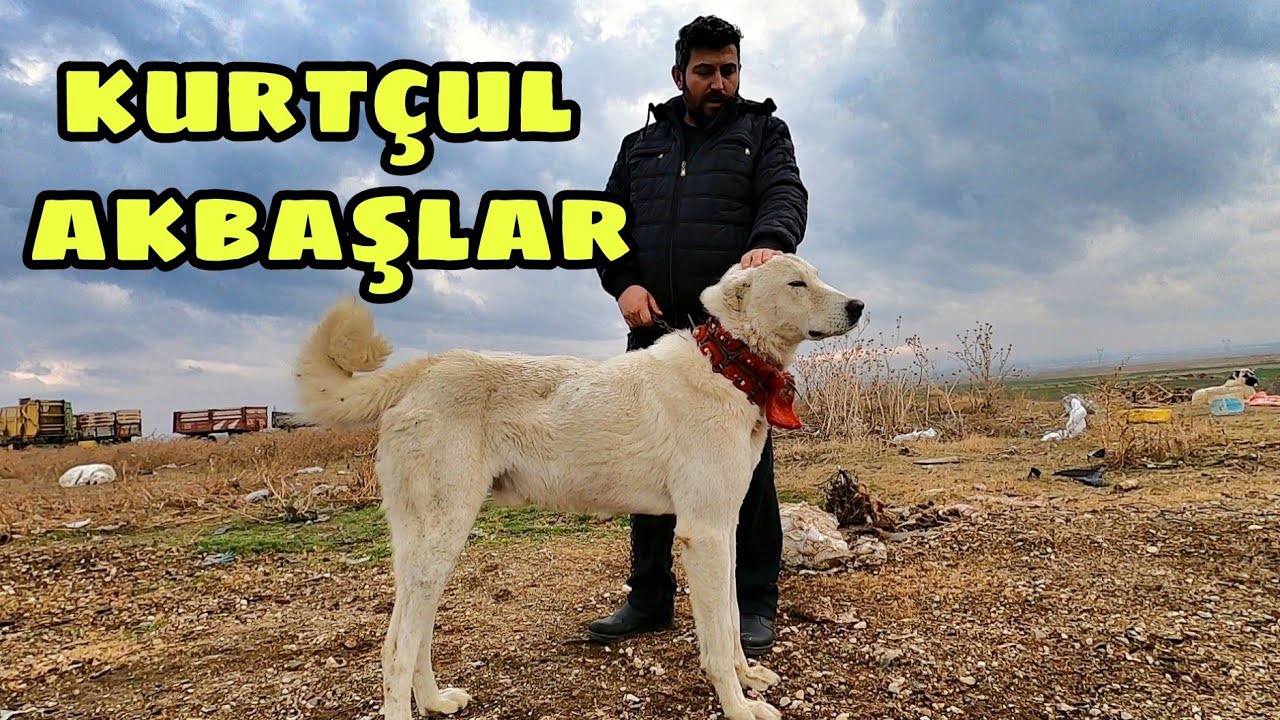AKBAŞLAR SÜRÜYE KURT SOKMUYOR !!!