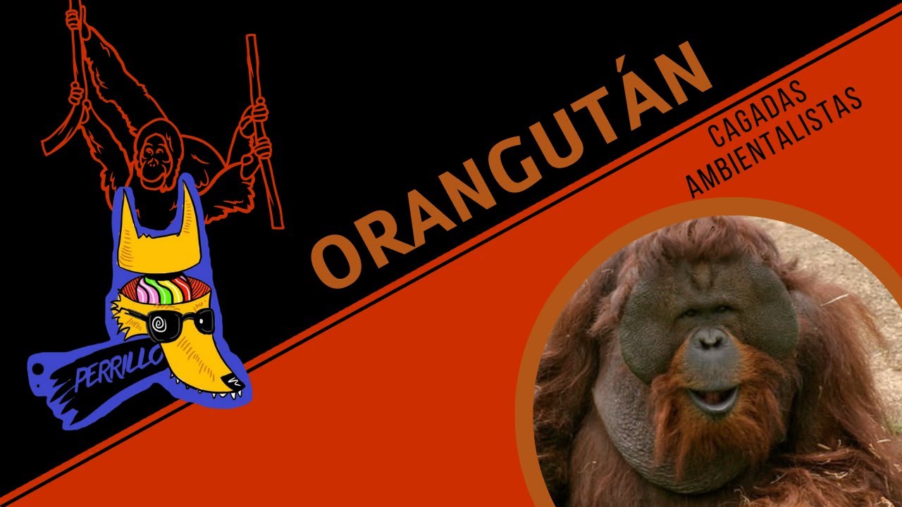 Orangutanes: Ellos sí están a cachete explotado. | Ep 57 | CULTURA COLMILLUDA