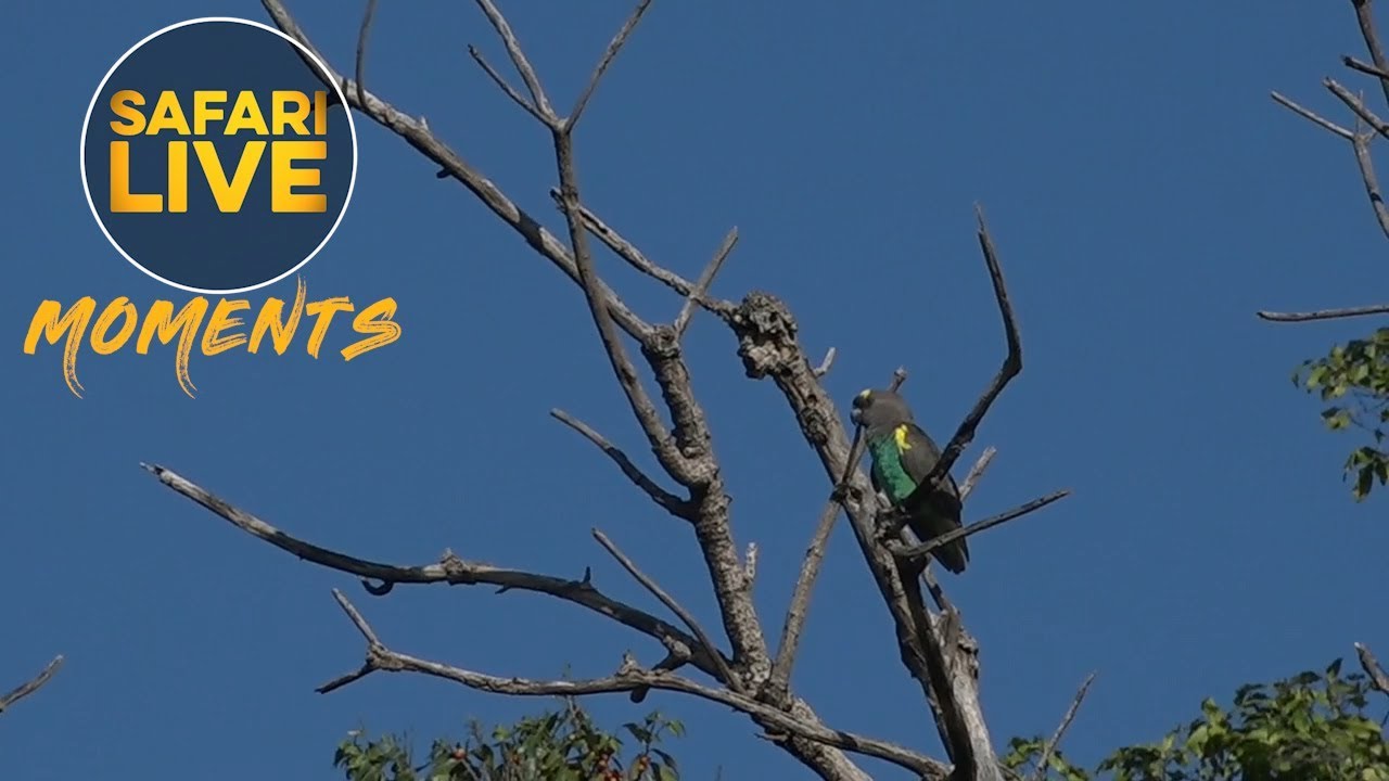 The Magnificent Meyer's Parrot