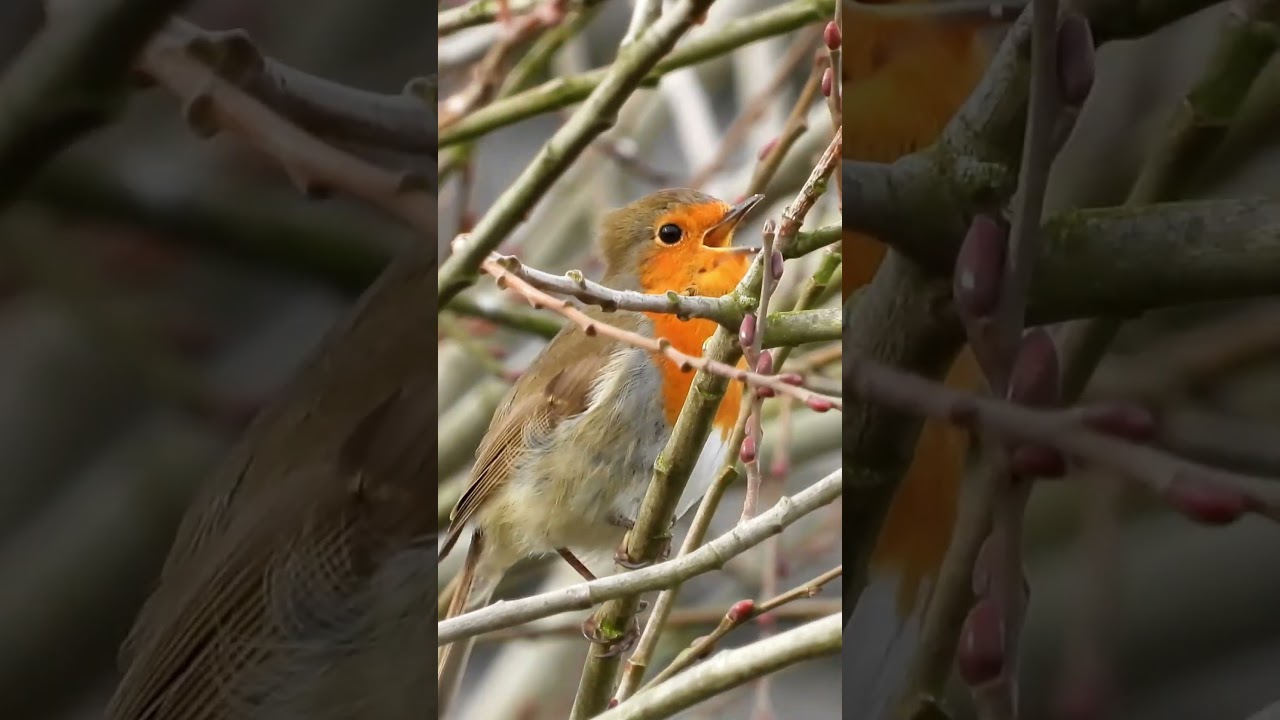 Japanese Bush Warbler Singing 4K | Spring Bird Sounds Japan