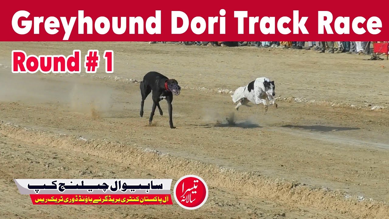 Greyhound Dori Track Race || Round No 1 ||  Sahiwal Cup 2024 || 14-12-2024  #dog #greyhound