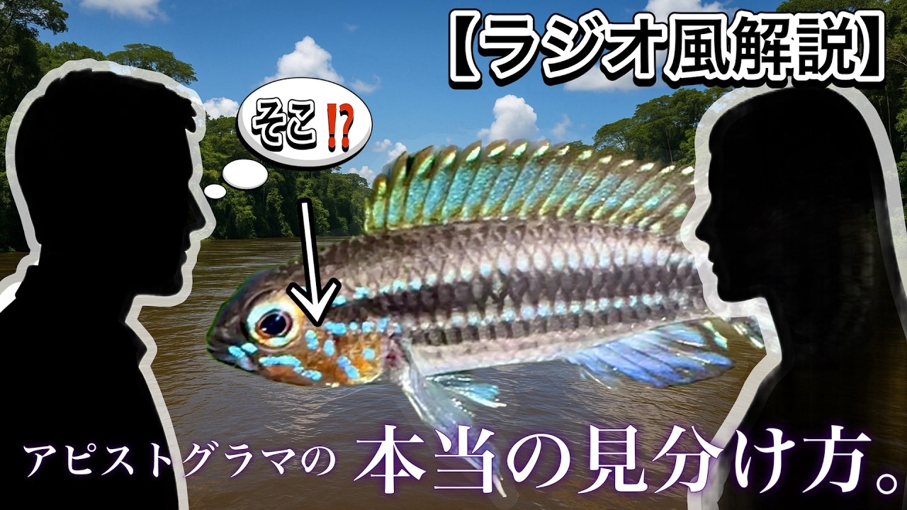 どれも似ているアピストグラマ、、、決定的な違いはここ！！